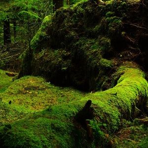 Meet your Posher, Justine